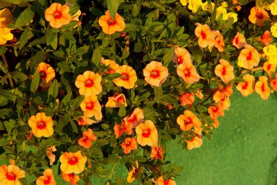 Flower Planter 3   card  # 321