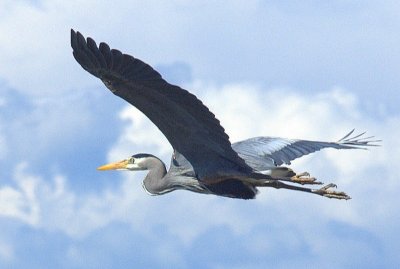 d1 bbay heron 5-6-10 195.jpg