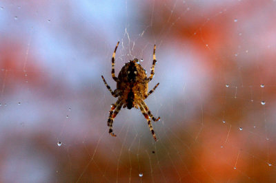 house spider grey bld doggy in car Mr B_046.jpg