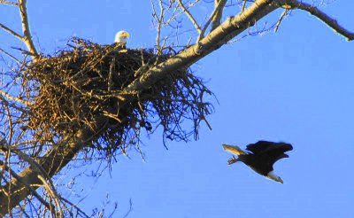 bbay tif eagls 084.jpg