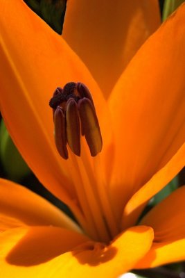 flowers fm 013.jpg
