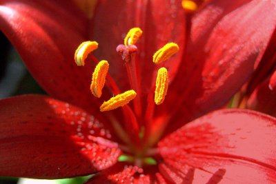 flowers fm 016.jpg