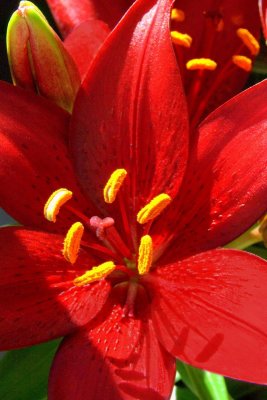 flowers fm 017.jpg