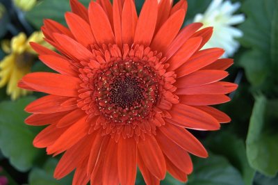 flowers fm 040.jpg