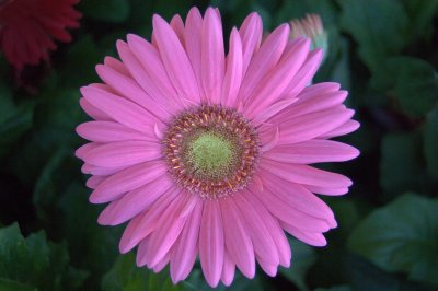 flowers fm 044.jpg