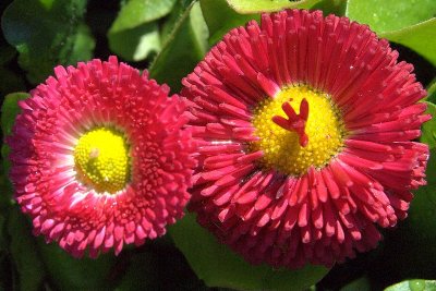 garden corner 047.jpg