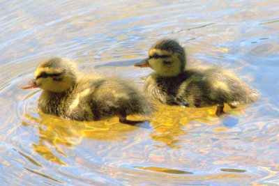 ducklings padden 083.jpg