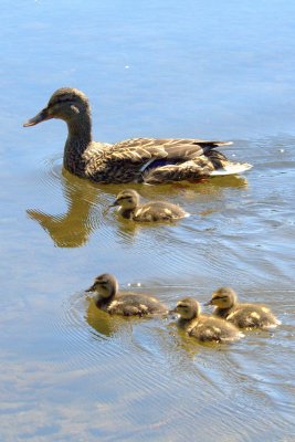 ducklings padden 051.jpg