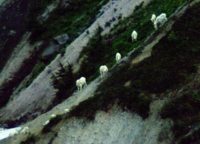 mountain_goats_table_mnt_area_mt_baker
