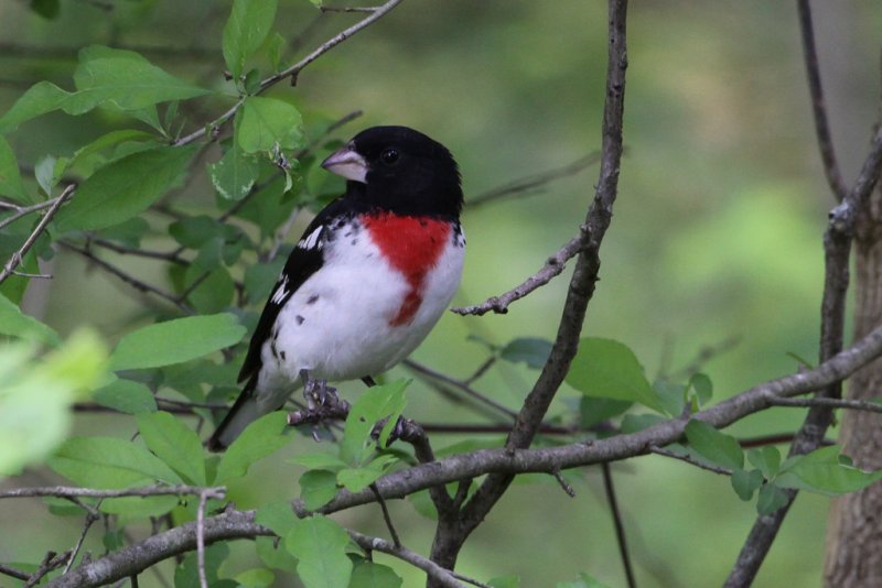 Rose-breasted Grosbeak