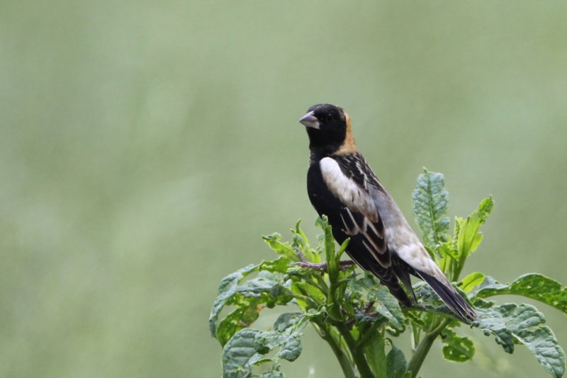 Bobolink