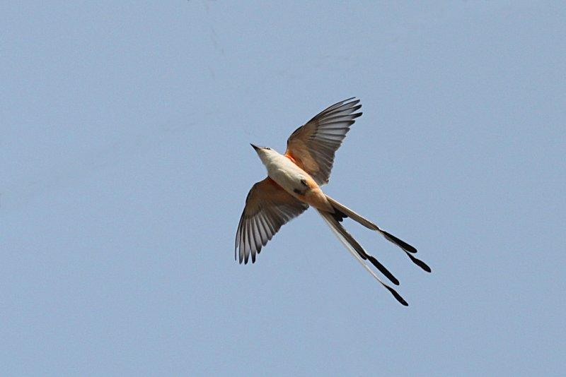 Scissor-tailed Flycatcher