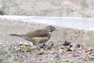 thrushes___bluebirds