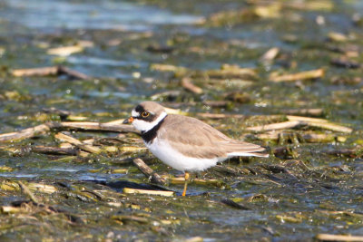 Semipalmated Plover