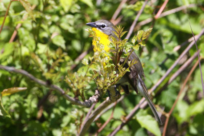 Yellow-brested Chat