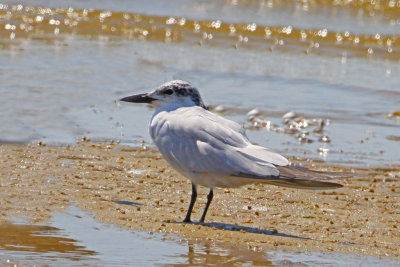 Gull-billed Tern