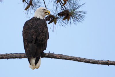 Birds of Arkabutla Lake