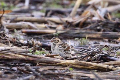 birds_of_tunica_co_ms