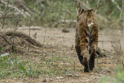 bobcat_stalking_ducks