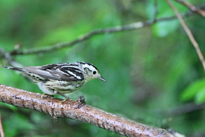 Black and white Warbler  ( female )