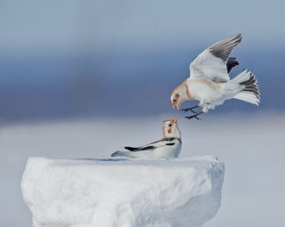 Plectrophanes des neiges / Snow bunting