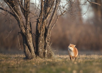 Renard roux/ /Red fox   
