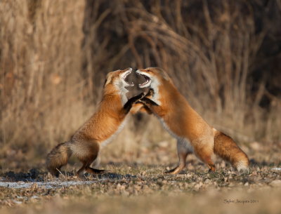 Renards roux / Red foxes