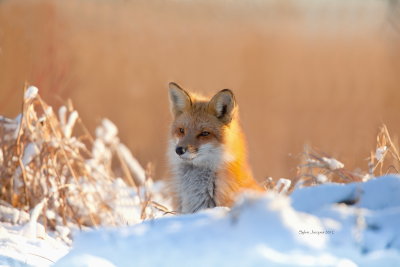 renard roux / Red fox 