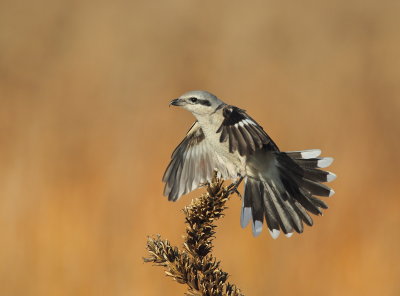 Pie grieche grise / Northern Shrike