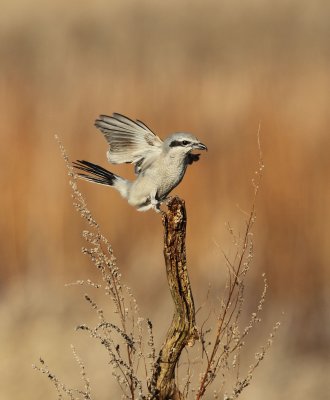 Pie grieche grise / Northern Shrike