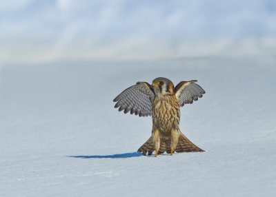 Crecerelle d'Amerique (femelle) /American Kestrel (female)