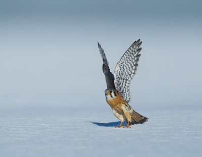 Crecerelle d'Amerique /American Kestrel