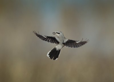 Pie grieche grise / Northern Shrike