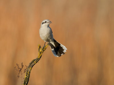 Pie grieche grise / Northern shrike