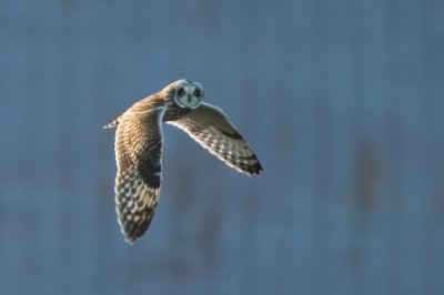 Hibou des marais / Short-Eared Owl