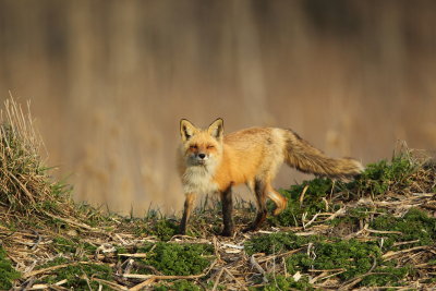 Renard roux / Red fox