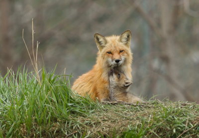 Renard Roux  / Red Fox