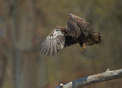 Pygargue a tte blanche / Bald Eagle