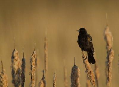Carouge a paulettes / Red-winged Blackbird