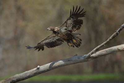 Pygargue a tte blanche / Bald Eagle