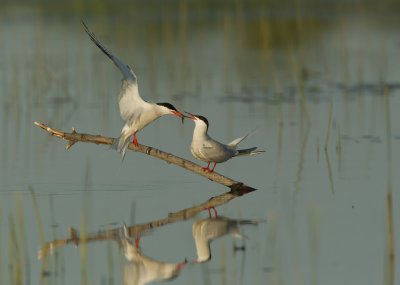 Sternes Pierregarin / Common terns
