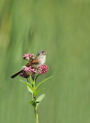 Bruant des marais/ Swamp sparrow