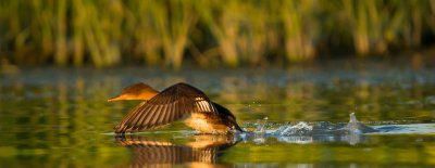 Harle couronné / Hooded merganser