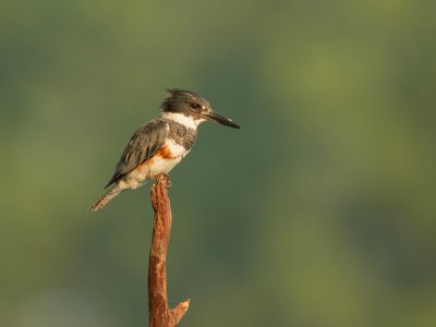 Martin-pêcheur d'Amerique / Belted Kingfisher