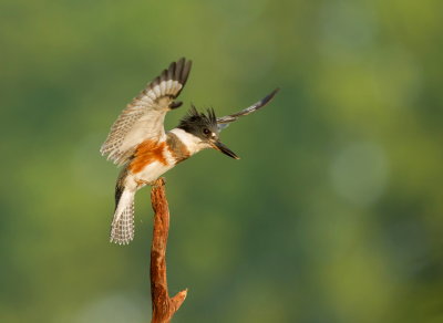 Martin -Pêcheur D'Améreique / Belted Kingfisher