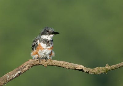 Martin -pêcheur d'Amerique / Belted Kingfisher