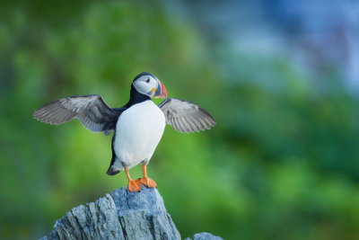 Macareux Moine / Atlantic Puffin