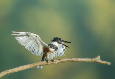 Martin -pcheur d'Amerique /  Belted Kingfisher