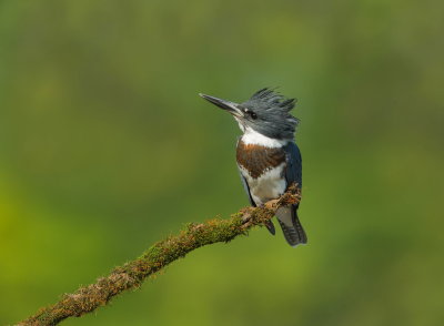 Martin -pcheur d'Amerique /  Belted Kingfisher