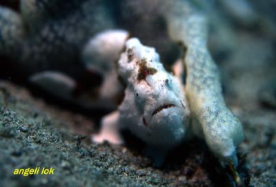 White Juvenile Froggy